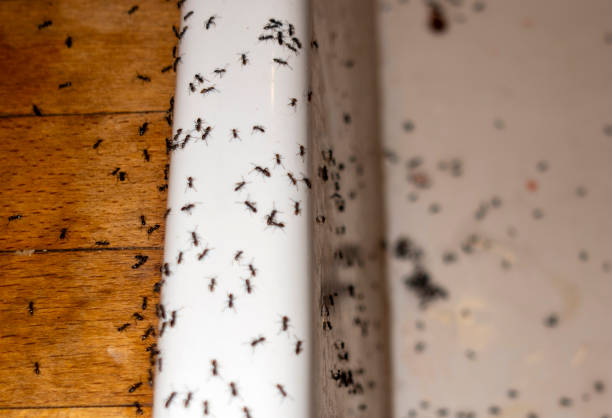 Best Residential Pest Control  in Mvern, AL
